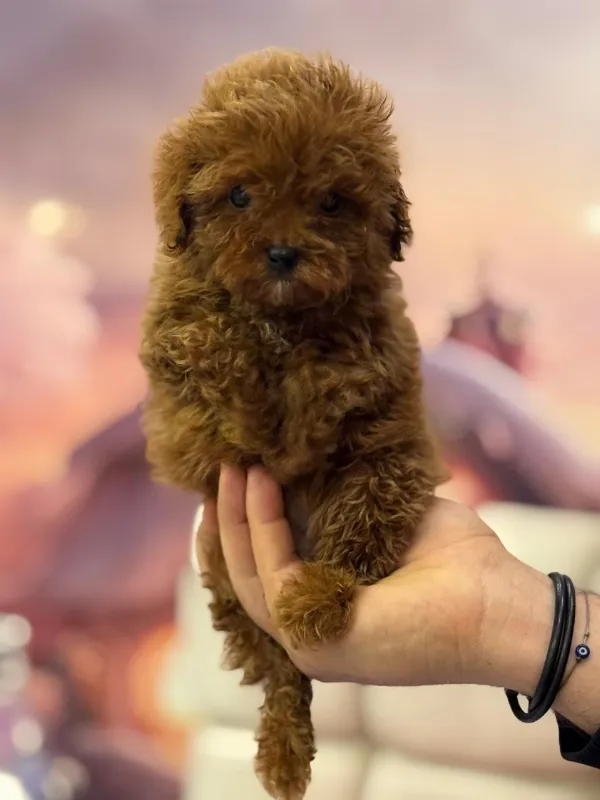Poodle Cash