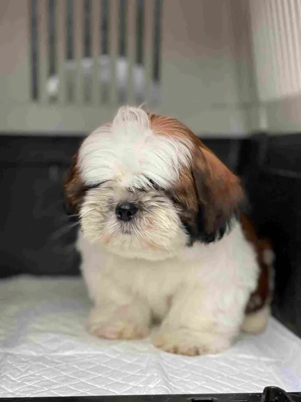 Shih Tzu Buster