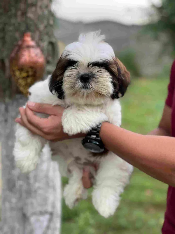 Shih Tzu Buster