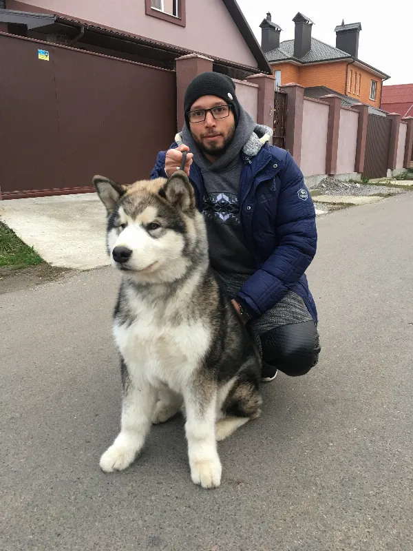 Alaskan Malamute Jax