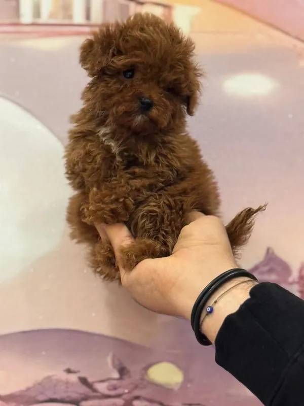Poodle Cash