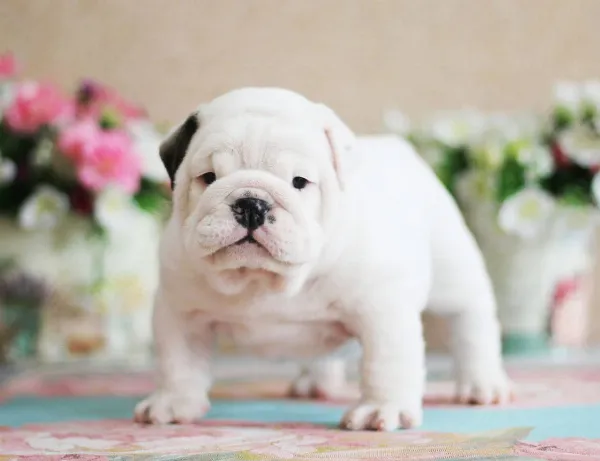 English Bulldog NELLIE