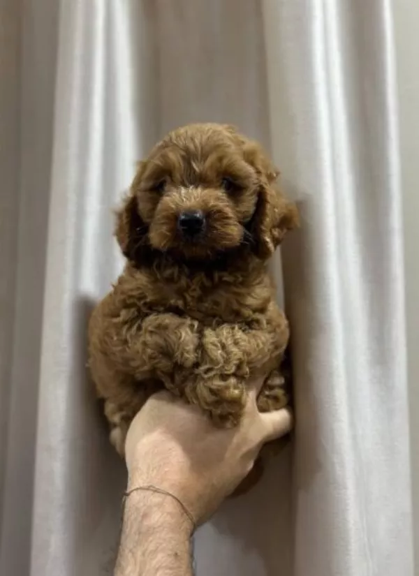Meet Winston