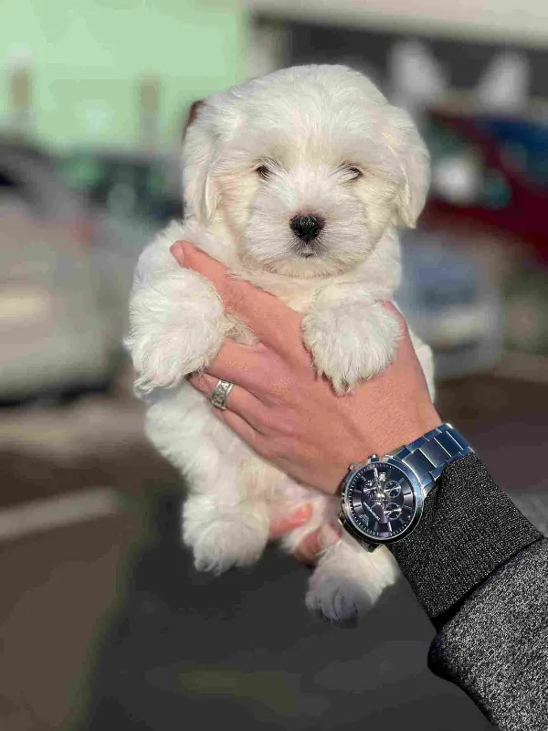 Maltese Odin