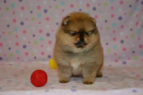 Pomeranian Buck