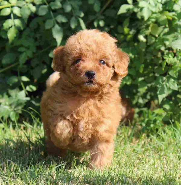 Poodle Coco