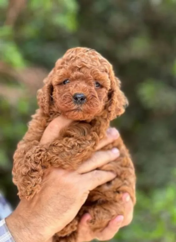 Poodle Josie