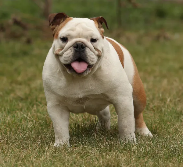 English Bulldog Doris