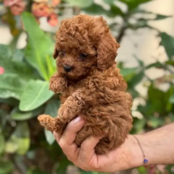 Poodle Alfons