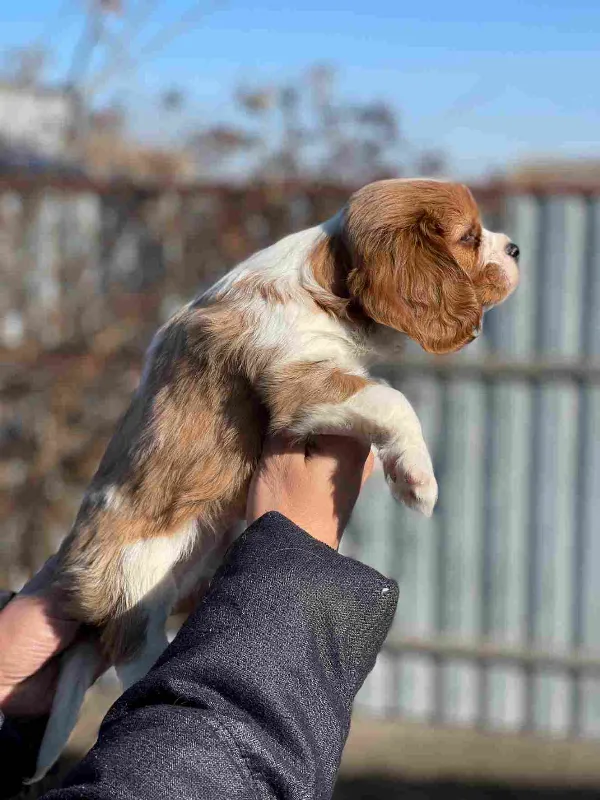 Cavalier King Charles Spaniel Rusty