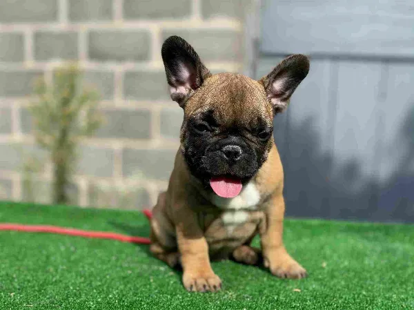 French Bulldog Copper