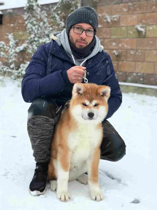 Japanese Akita / Akita Inu. Cooper