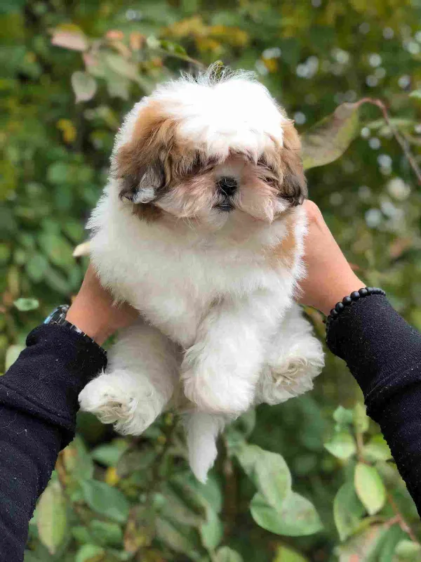 Shih Tzu Jack