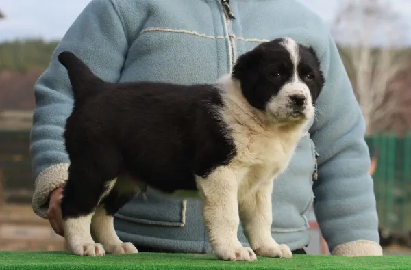 Alabai (Central Asian Shepherd Dog) Anton