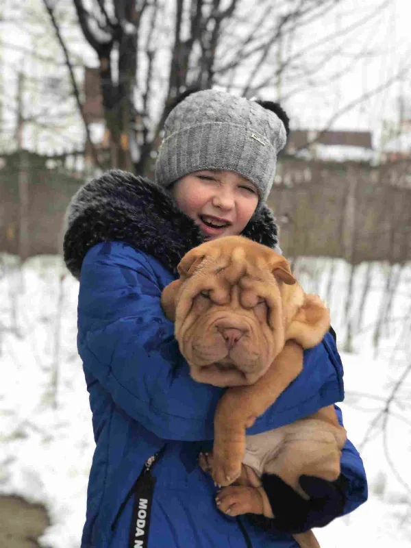 Shar-Pei Loki