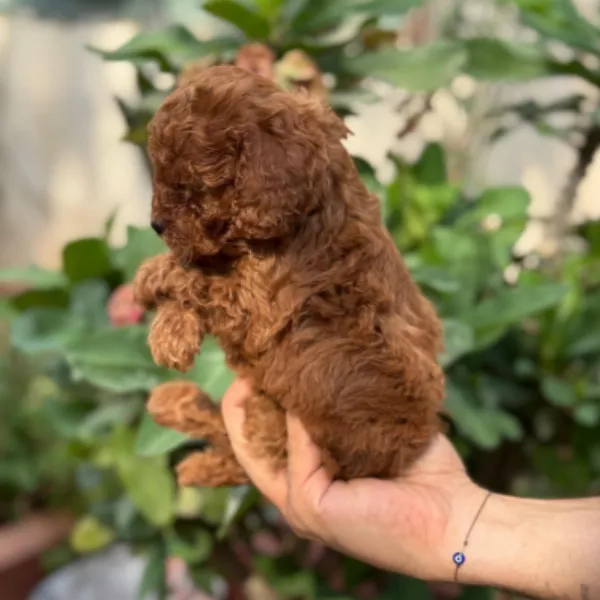 Poodle Alfredo