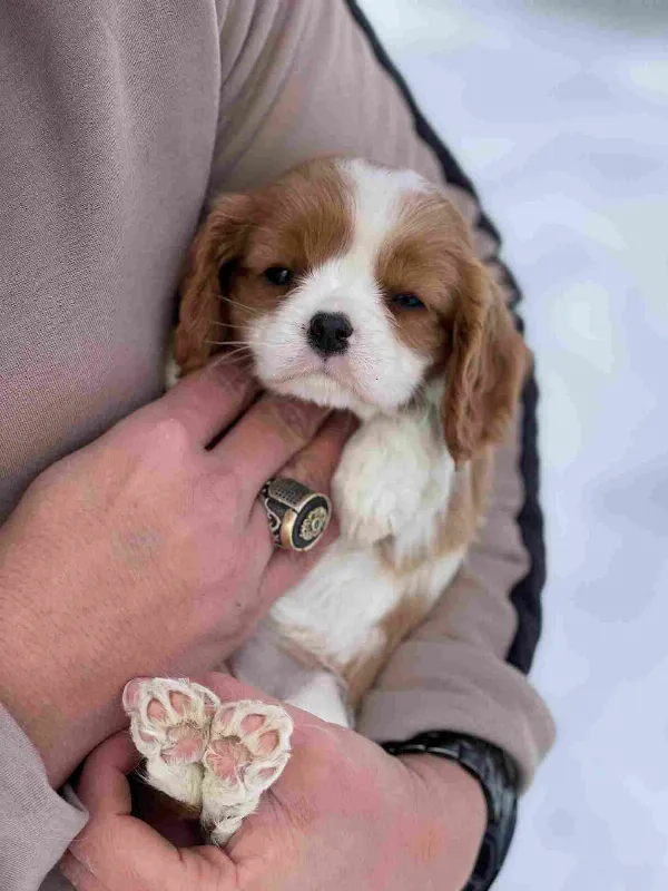 Cavalier King Charles Spaniel Milo