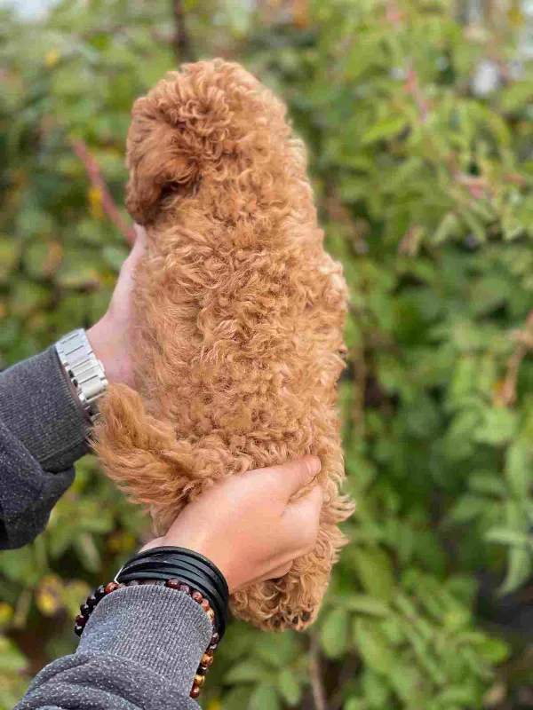 Poodle Ozzy