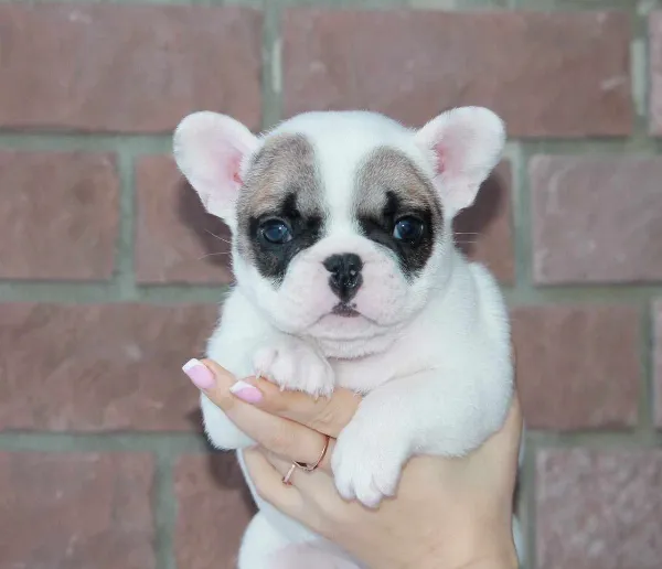 Meet Honey