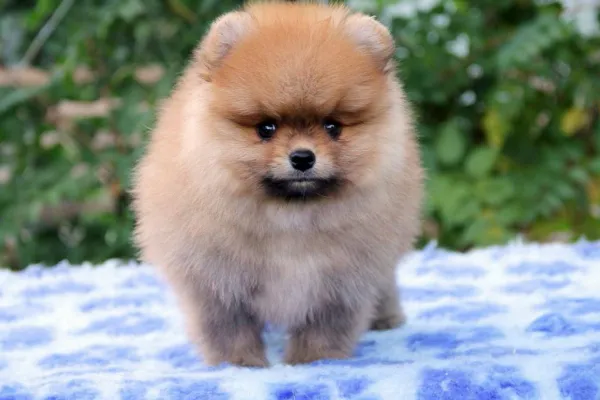Meet Lucky
