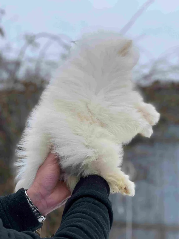 Pomeranian Bear