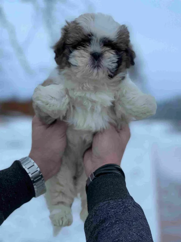 Shih Tzu Luna