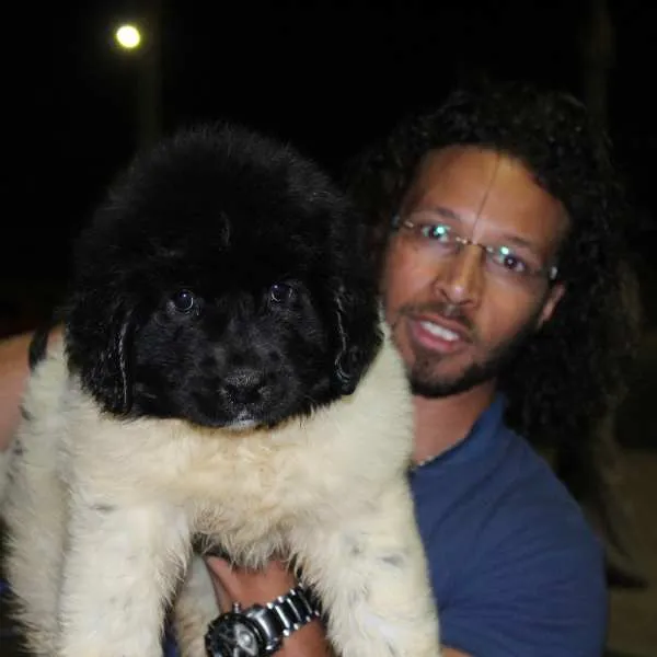 Newfoundland Jackson