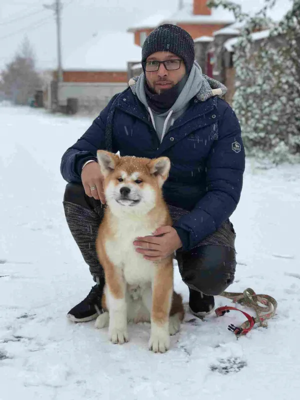 Japanese Akita / Akita Inu. Cooper