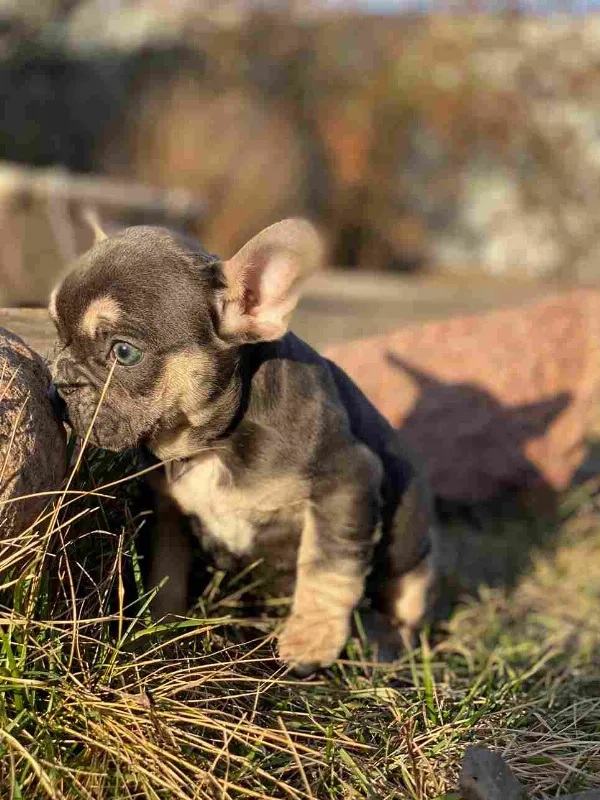 French Bulldog Koda