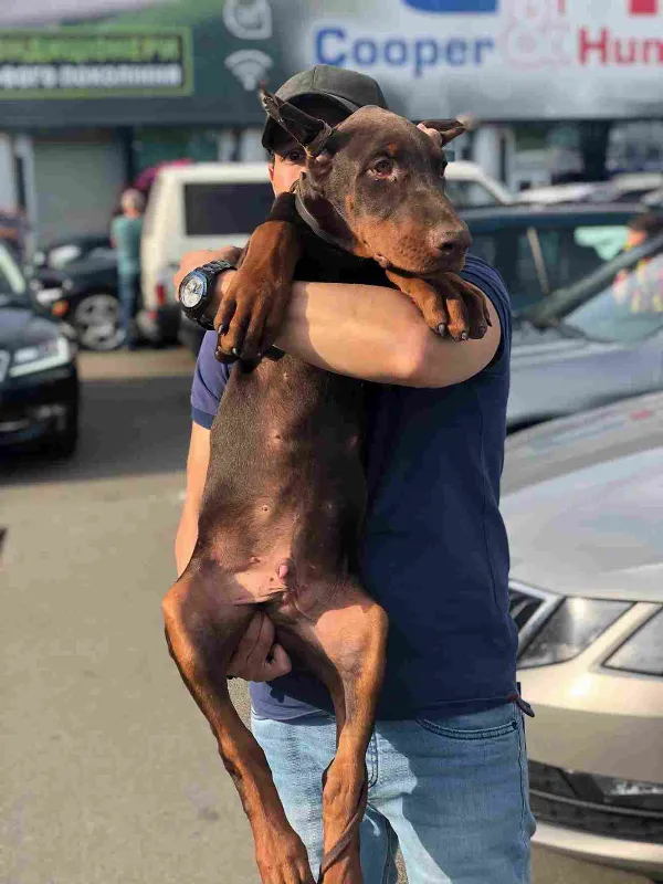 Doberman Leo