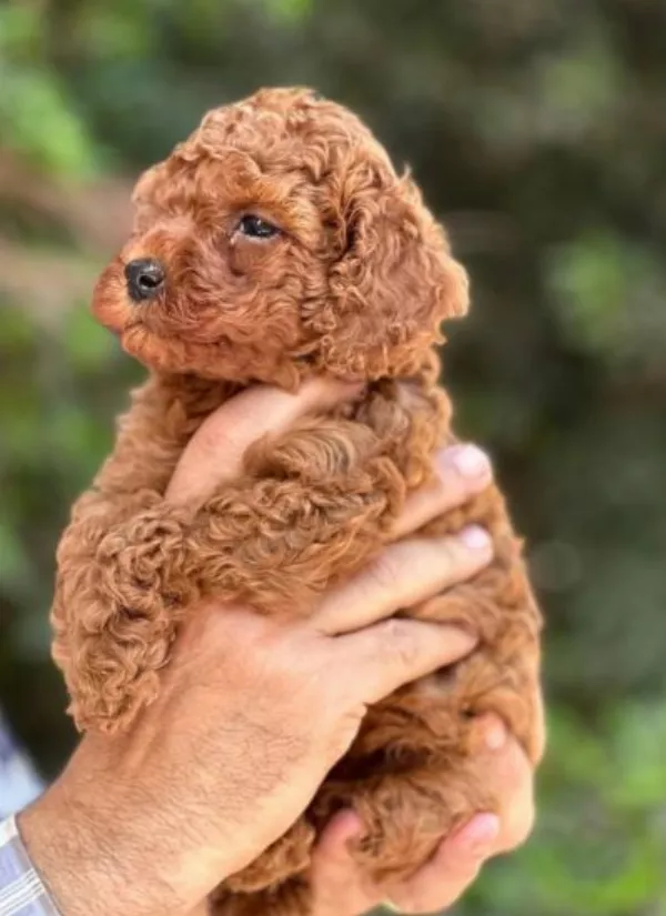 Meet Josie