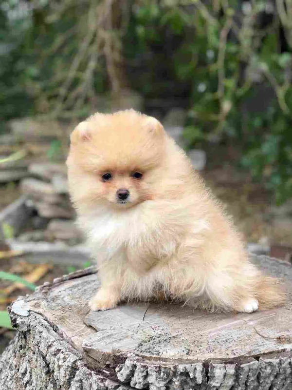 Pomeranian Lola