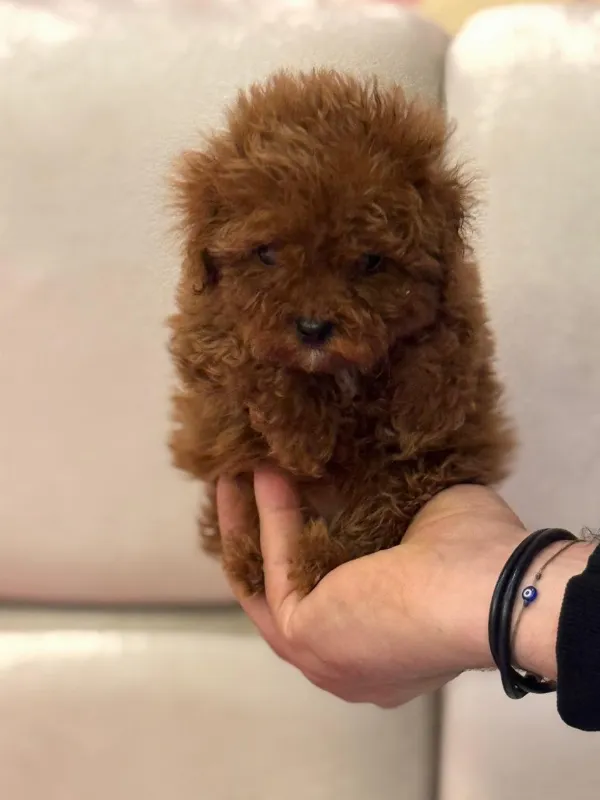 Poodle Cash