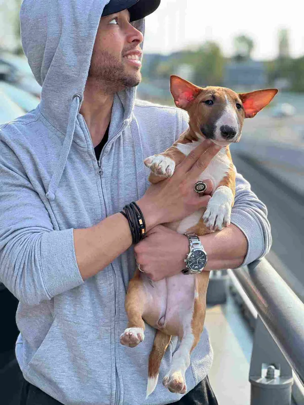 Bull Terrier Moose