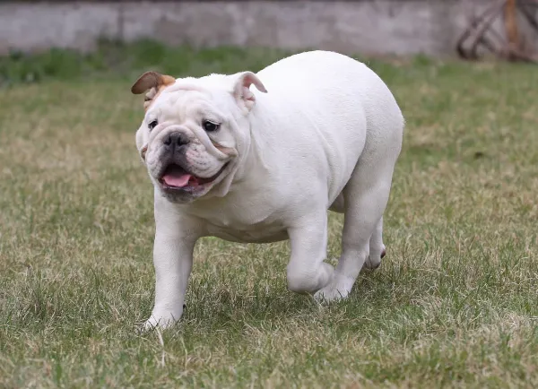 English Bulldog Dolly