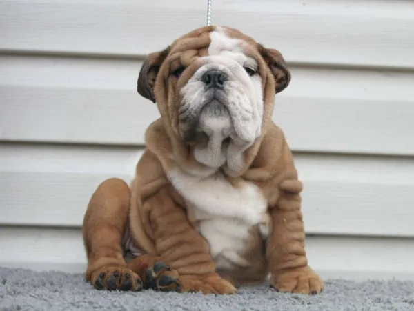 English Bulldog Cosmo