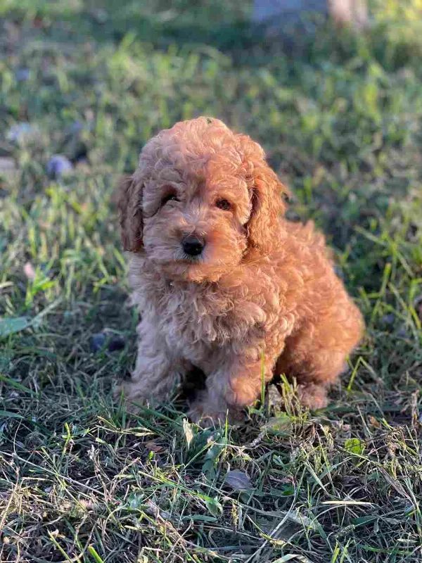 Meet Max