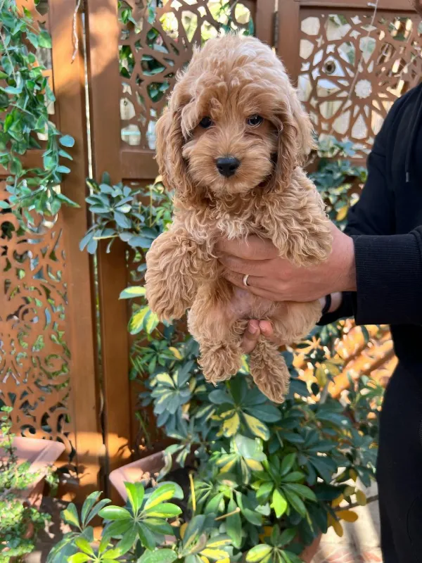 Meet Lady