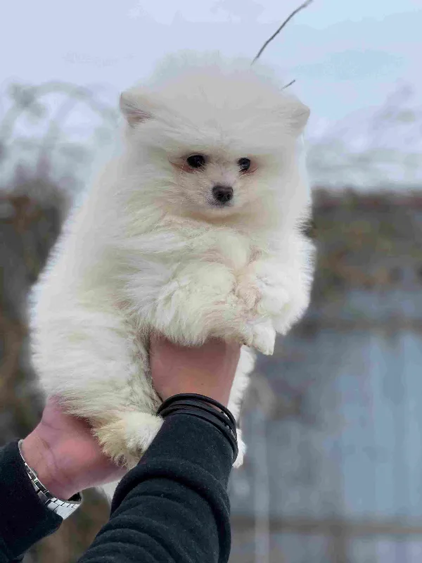 Meet Bear