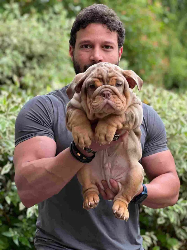 English Bulldog Hank