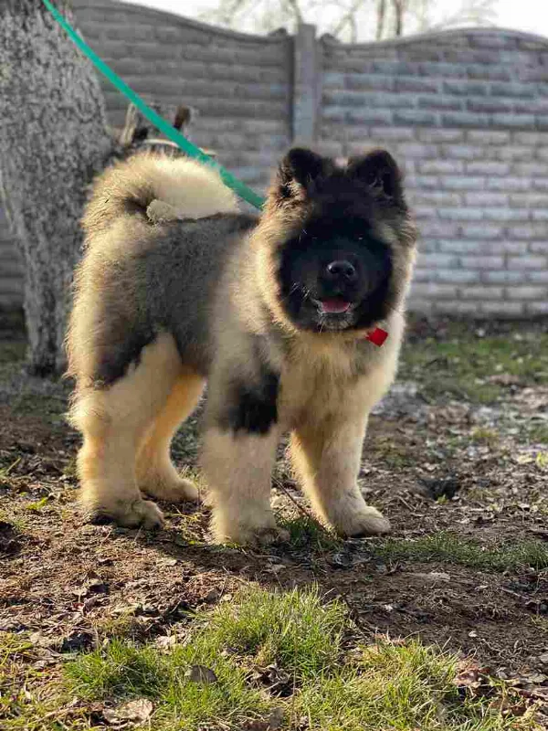American Akita Oscar