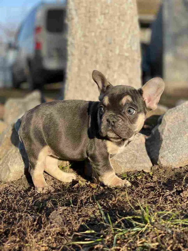 French Bulldog Koda