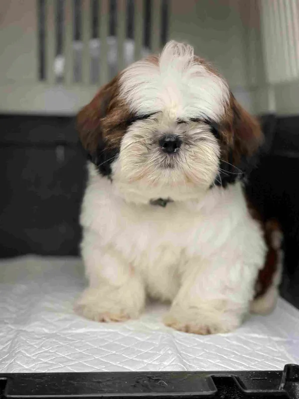 Shih Tzu Buster