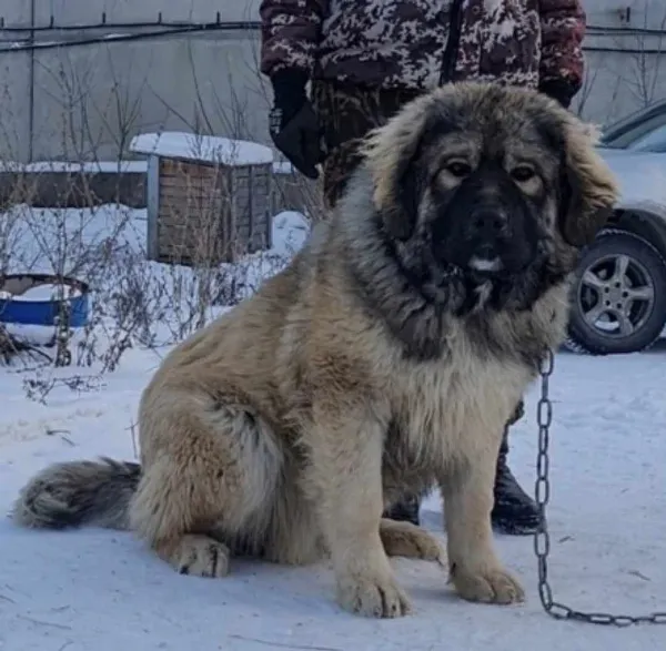 Caucasian Shepherd Mavrik