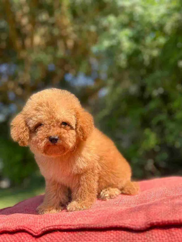 Poodle Ivy