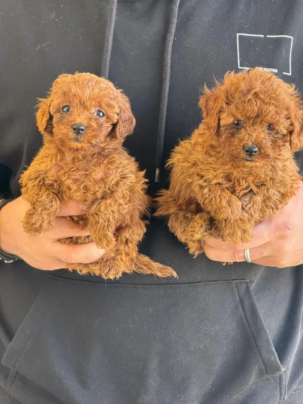 Poodle mailo