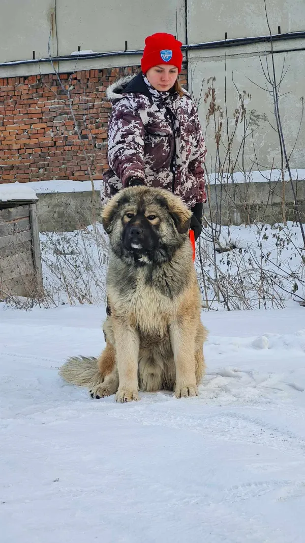 Caucasian Shepherd Mavrik