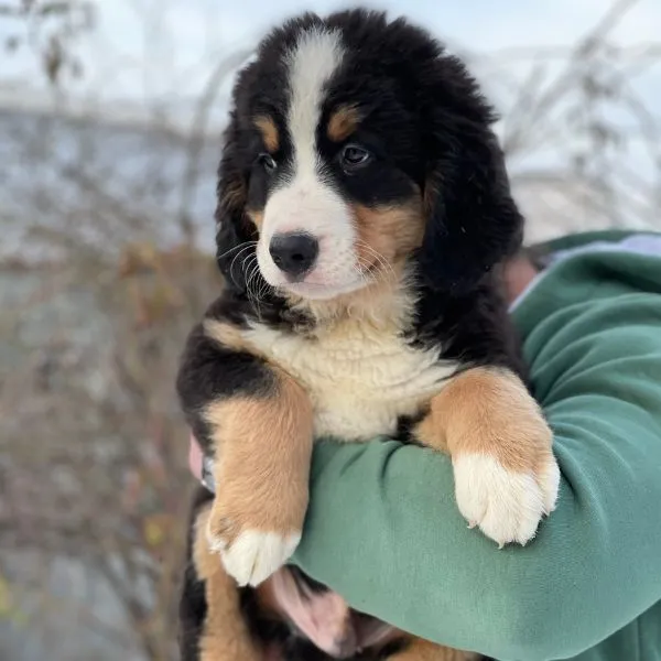 Bernese Mountain Dog Kilo