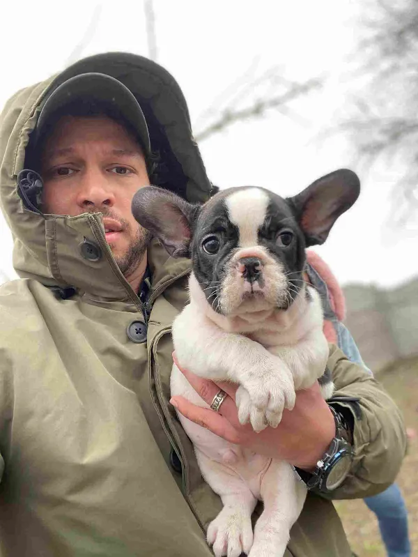 French Bulldog Dexter