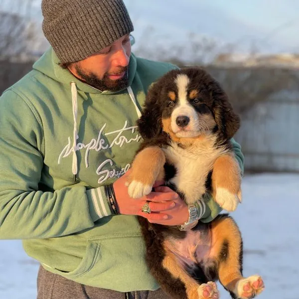 Bernese Mountain Dog Kilo